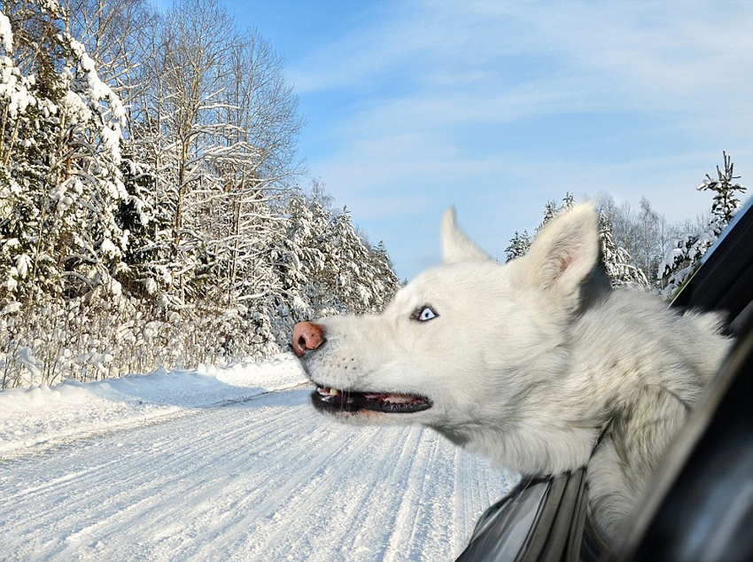 Calendario 'Dogs in the Cars' para 2014 6