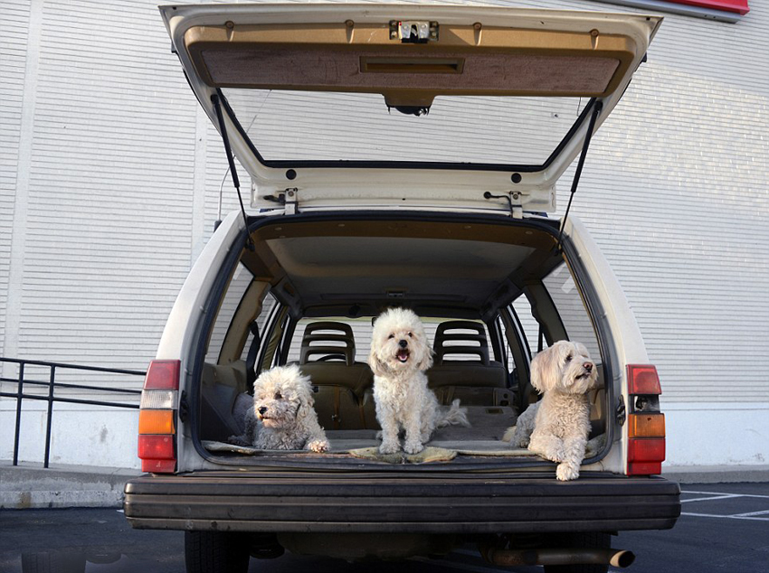 Calendario 'Dogs in the Cars' para 2014 10