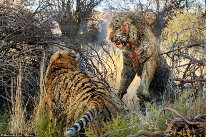 La batalla entre dos tigres por el control de una zona en Londolozi de Sudáfrica 1