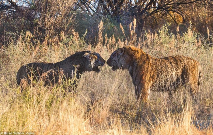 La batalla entre dos tigres por el control de una zona en Londolozi de Sudáfrica 2