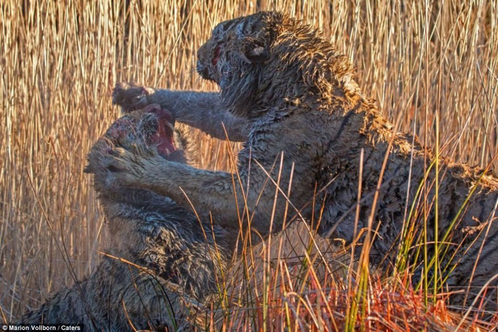 La batalla entre dos tigres por el control de una zona en Londolozi de Sudáfrica 3