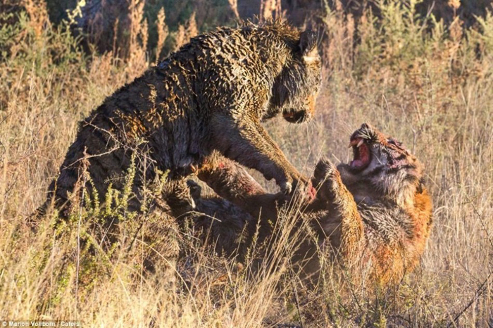 La batalla entre dos tigres por el control de una zona en Londolozi de Sudáfrica 4