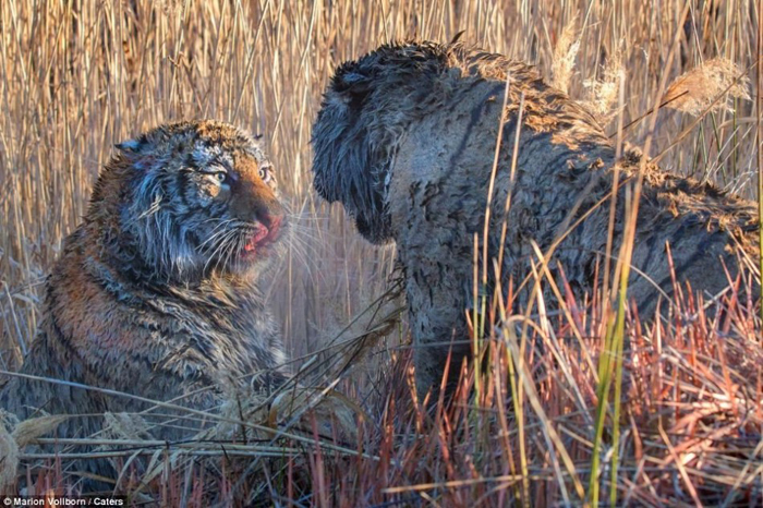 La batalla entre dos tigres por el control de una zona en Londolozi de Sudáfrica 5