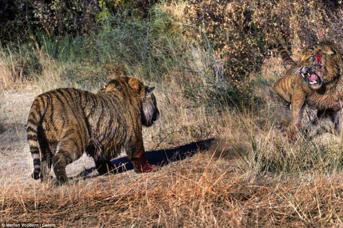 La batalla entre dos tigres por el control de una zona en Londolozi de Sudáfrica 11