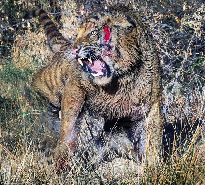 La batalla entre dos tigres por el control de una zona en Londolozi de Sudáfrica 22