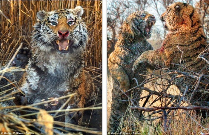 La batalla entre dos tigres por el control de una zona en Londolozi de Sudáfrica 33