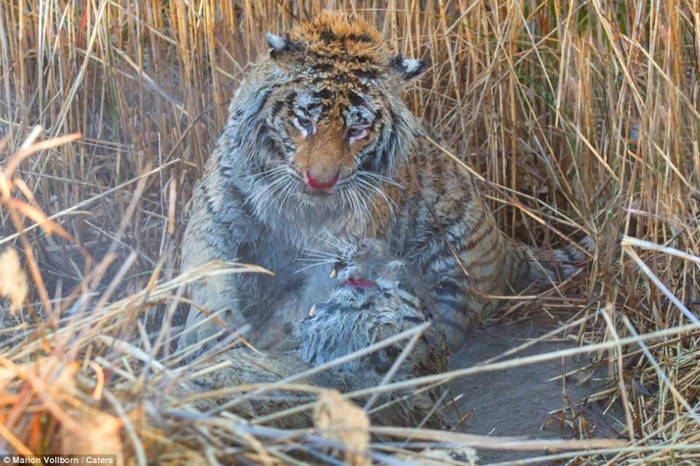 La batalla entre dos tigres por el control de una zona en Londolozi de Sudáfrica 44