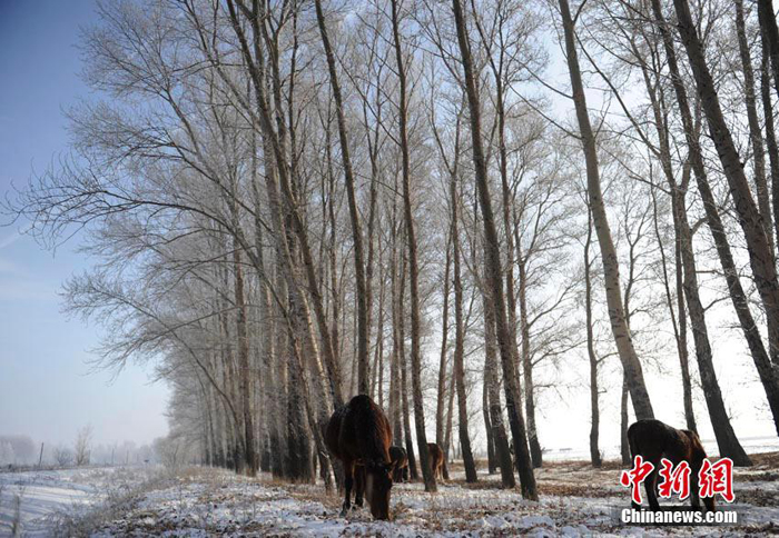 La belleza de cencellada dura en la ciudad china Jilin 44