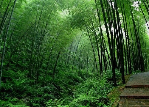 Paisajes hermosos en el parque de bambú 2