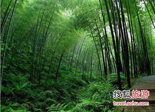 Paisajes hermosos en el parque de bambú 33