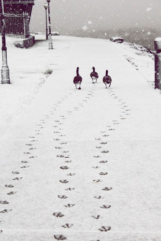 Imágenes fantásticas de invierno como paraíso en todo el mundo