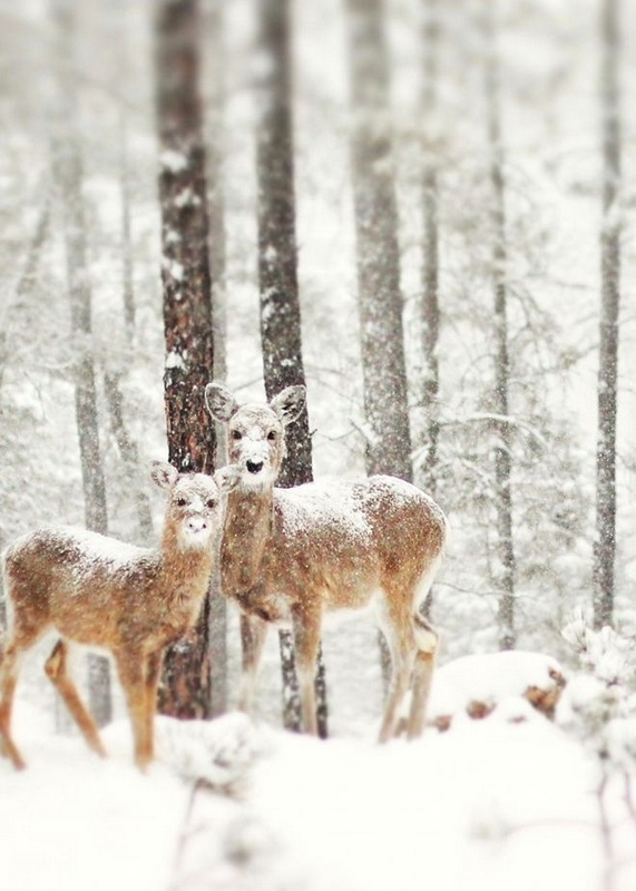 Imágenes fantásticas de invierno como paraíso en todo el mundo