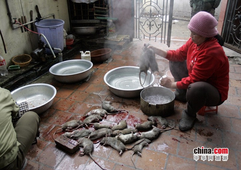 Comida tradicional horrible de Vietnam: ¡carne de rata!