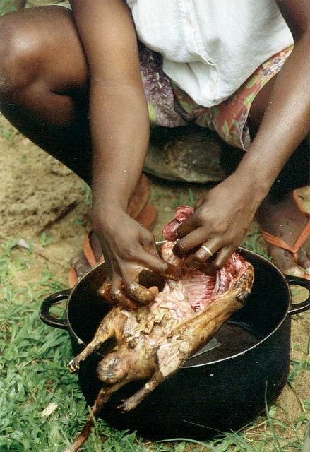 Comida tradicional horrible de Vietnam: ¡carne de rata!