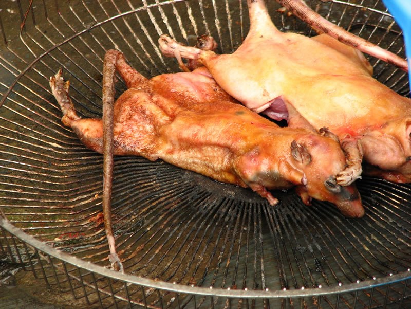 comida tradicional horrible de vietnam: carne de rata!