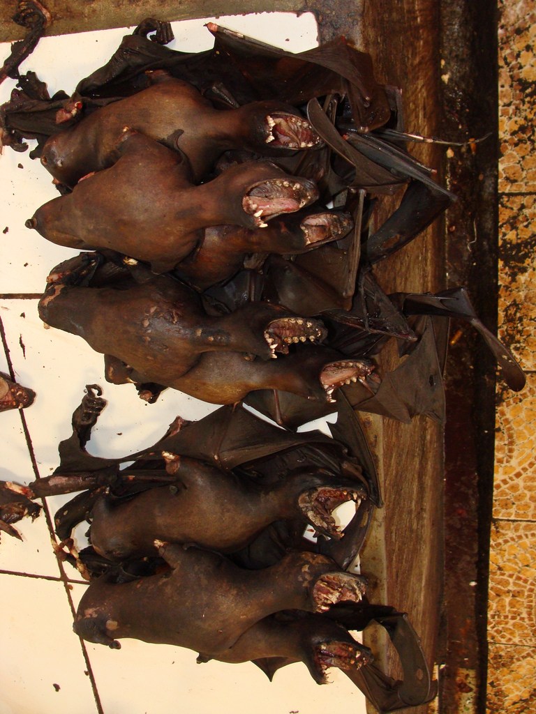 Comida tradicional horrible de Vietnam: ¡carne de rata!