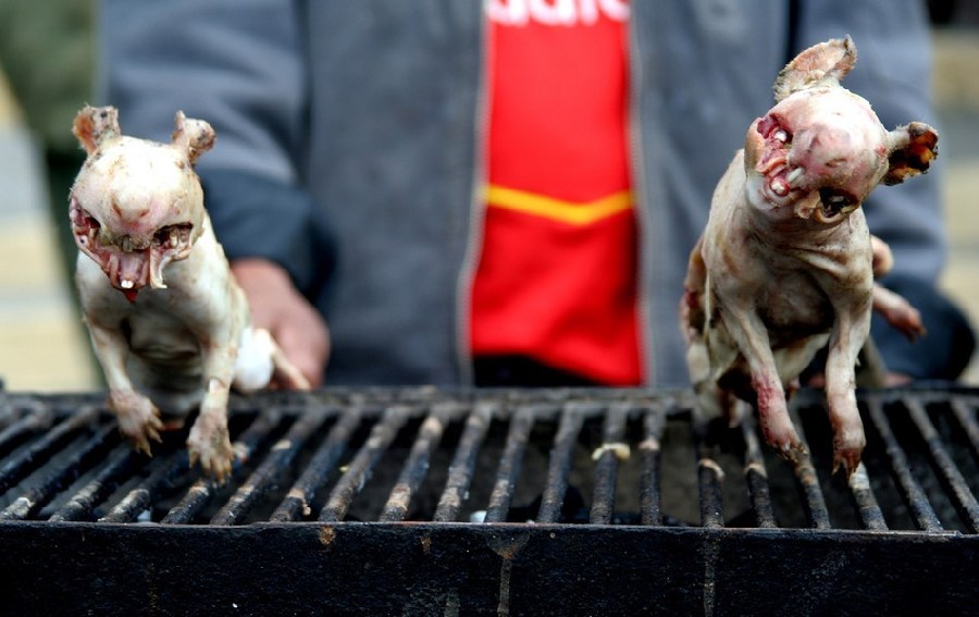 Comida tradicional horrible de Vietnam: ¡carne de rata!