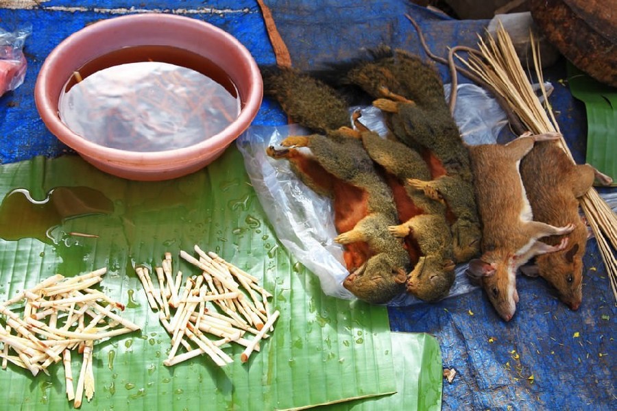 Comida tradicional horrible de Vietnam: ¡carne de rata!