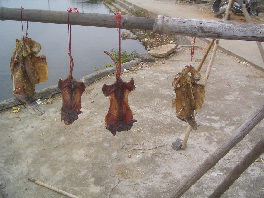 Comida tradicional horrible de Vietnam: ¡carne de rata!