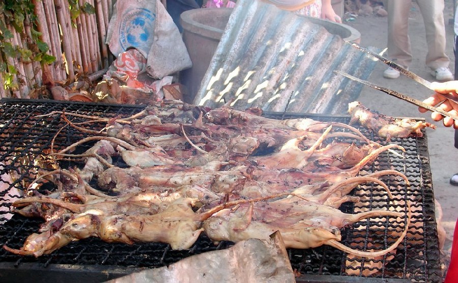 Comida tradicional horrible de Vietnam: ¡carne de rata!