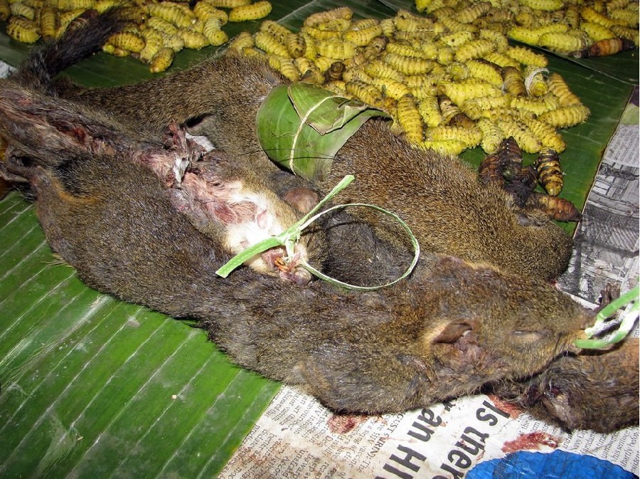 Comida tradicional horrible de Vietnam: ¡carne de rata!