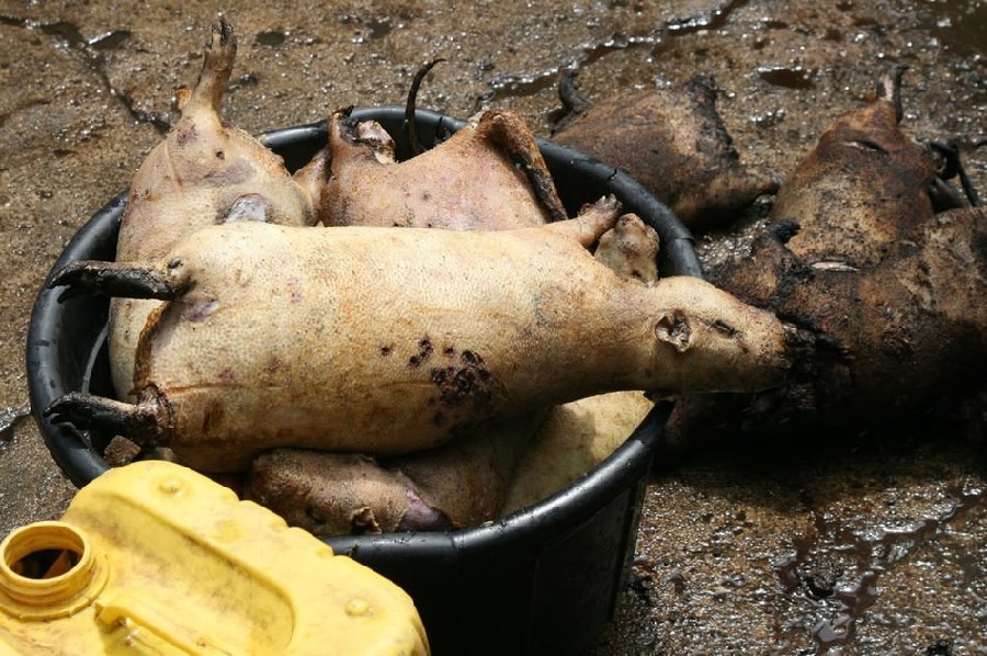 Comida tradicional horrible de Vietnam: ¡carne de rata!