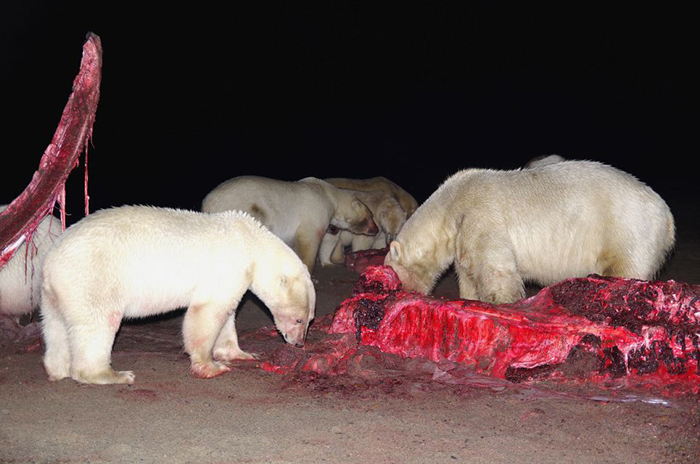 Unos 20 osos polares devoran el cadáver de una ballena 3