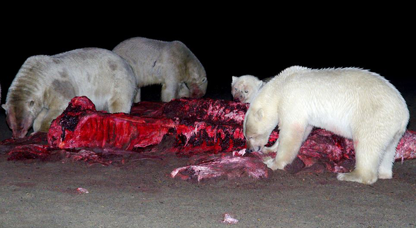 ¡Escenas impactantes! Más de 20 osos polares comparten cadáver de gigante ballena1