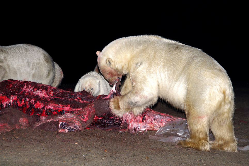 ¡Escenas impactantes! Más de 20 osos polares comparten cadáver de gigante ballena3