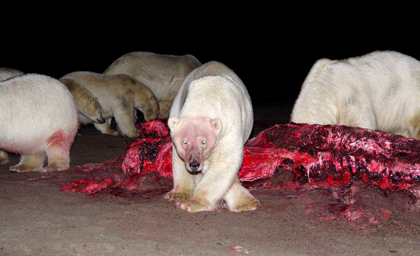 ¡Escenas impactantes! Más de 20 osos polares comparten cadáver de gigante ballena4