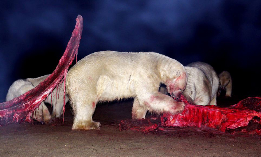 ¡Escenas impactantes! Más de 20 osos polares comparten cadáver de gigante ballena5