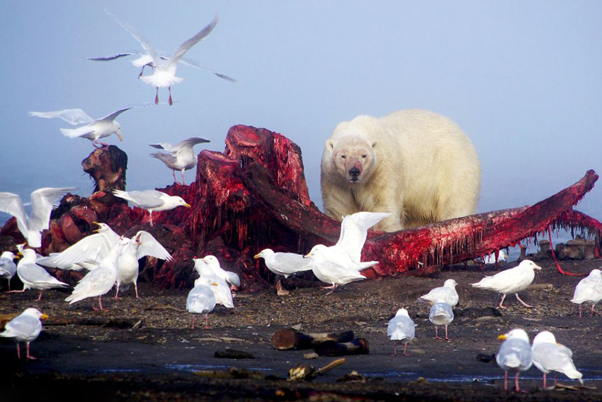 ¡Escenas impactantes! Más de 20 osos polares comparten cadáver de gigante ballena6