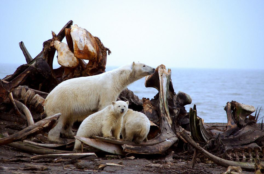 ¡Escenas impactantes! Más de 20 osos polares comparten cadáver de gigante ballena7