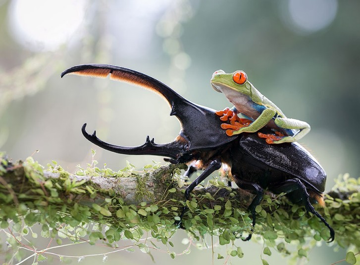 &apos;Esta foto fue tomada en un medio ambiente natural pero controlado&apos;, dice el fotógrafo Nicolas Reusens Boden, de su contribución a la categoría Naturaleza y Vida Silvestre.