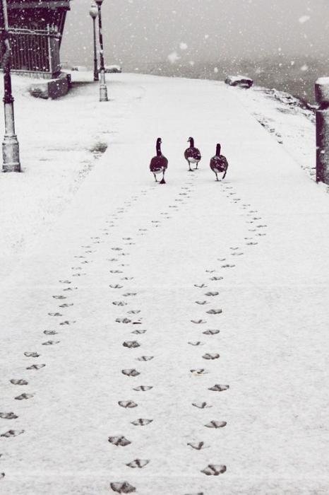 Los paisajes fantásticos en el invierno