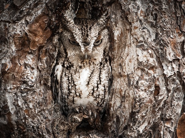 Fotografías ganadoras de ‘National Geographic’ 2013: Portrait of an Eastern Screech Owl