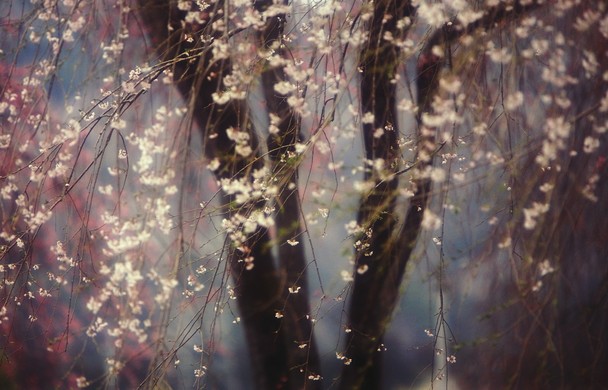 Fotografías ganadoras de ‘National Geographic’ 2013: Sakura