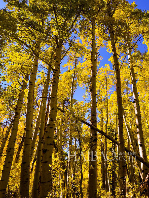 Top 10 bosques más fascinantes del mundo4