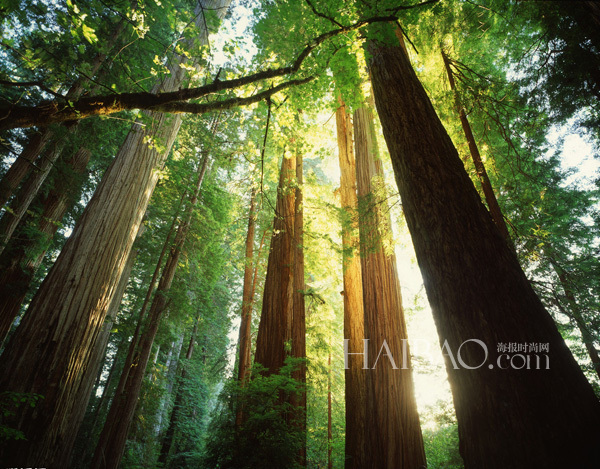 Top 10 bosques más fascinantes del mundo6