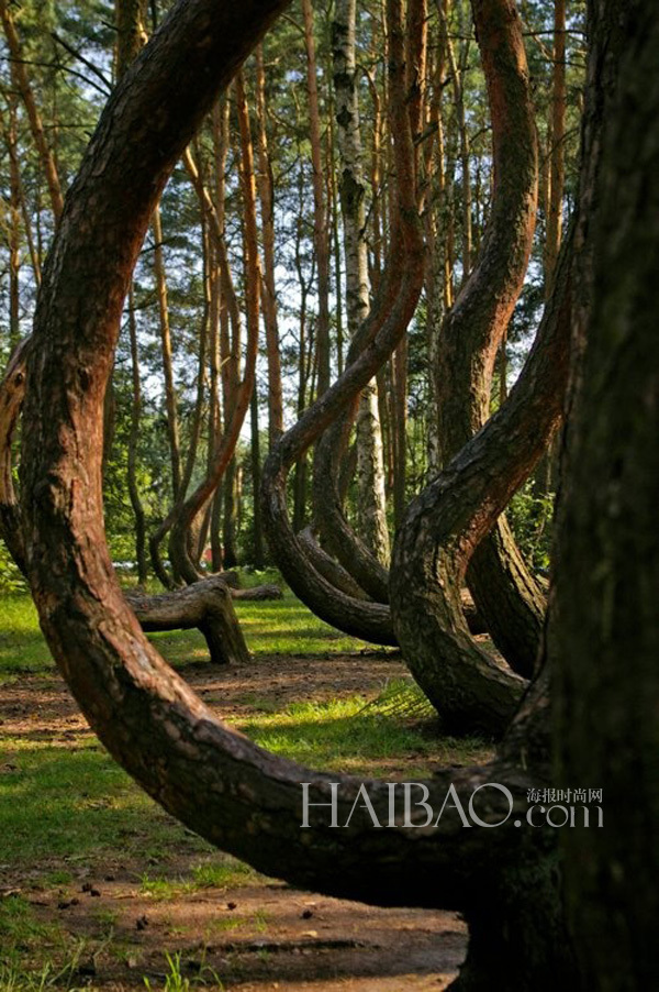 Top 10 bosques más fascinantes del mundo9