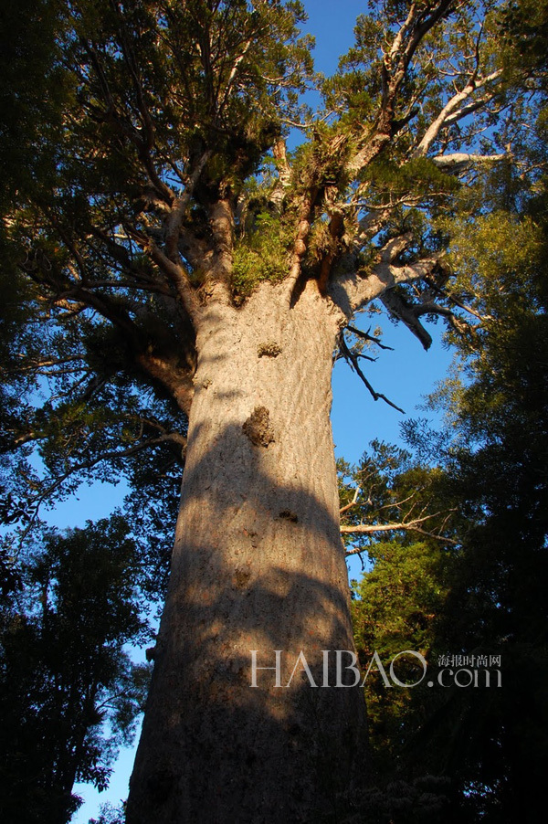 Top 10 bosques más fascinantes del mundo10