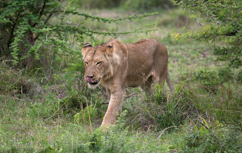 Búfalo ataca a león para salvar a su compatriota1