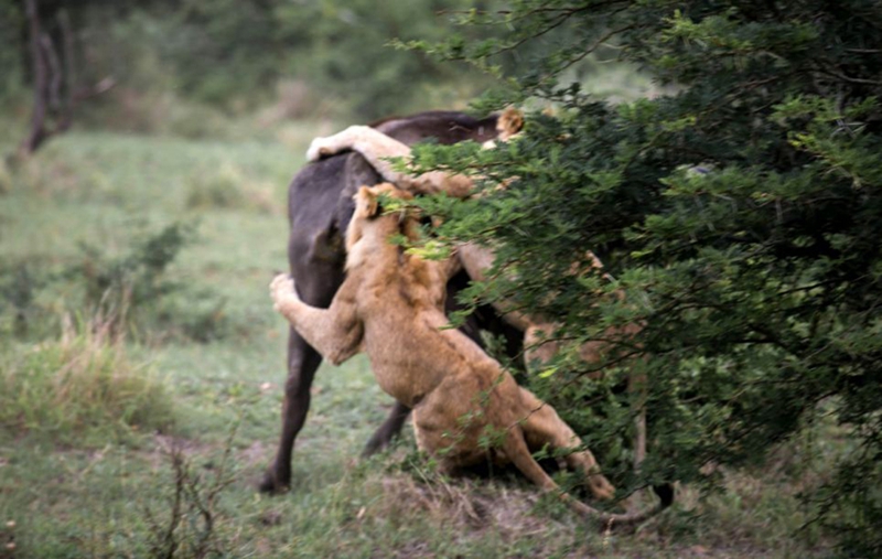 Búfalo ataca a león para salvar a su compatriota2