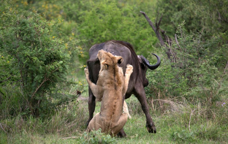 Búfalo ataca a león para salvar a su compatriota3