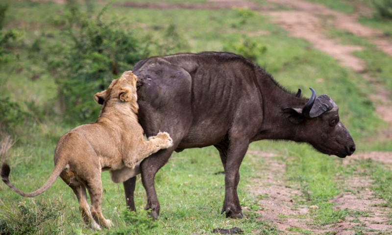 Búfalo ataca a león para salvar a su compatriota4