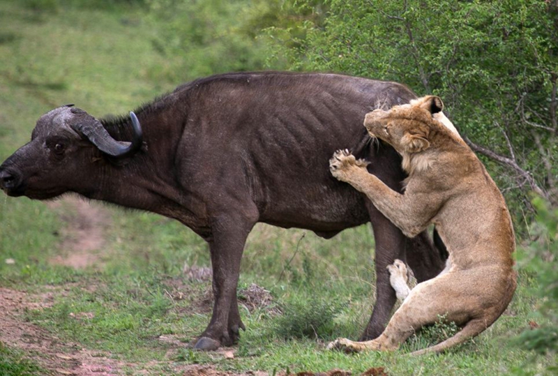 Búfalo ataca a león para salvar a su compatriota5