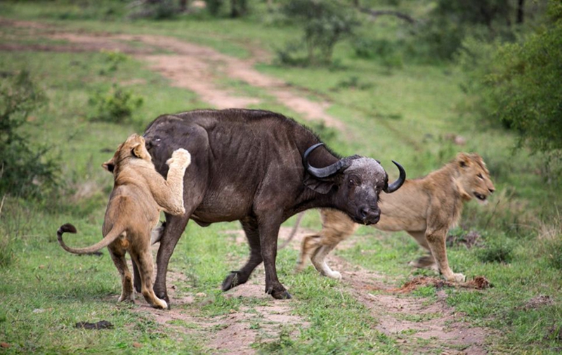 Búfalo ataca a león para salvar a su compatriota6