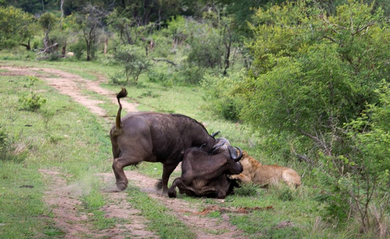 Búfalo ataca a león para salvar a su compatriota7