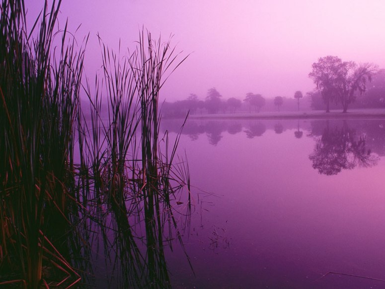 Radiant Orchid: el color del año 2014