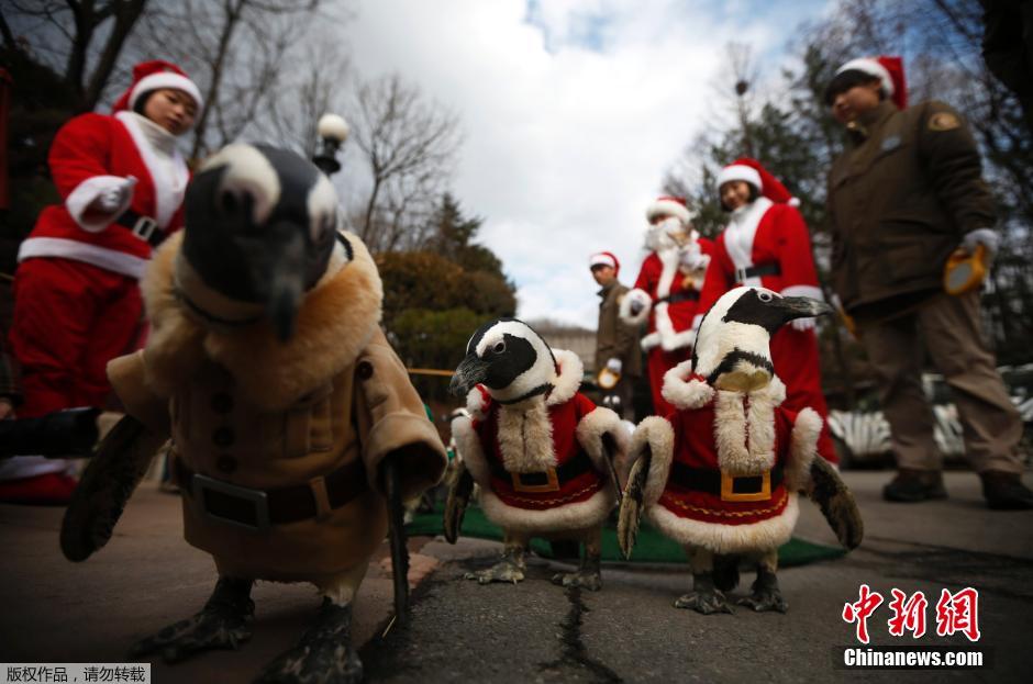 Desfile cómico de pingüinos en vestidos navideños1